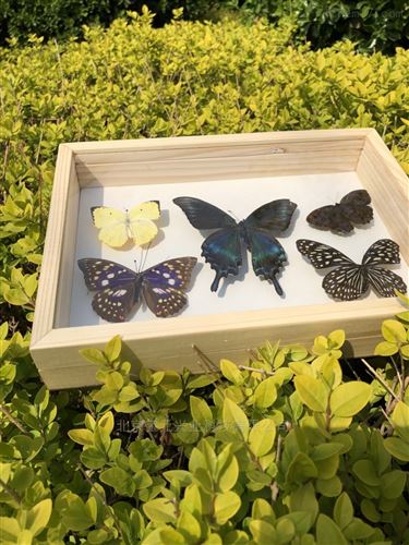 松木植物标本盒宝元兴业By